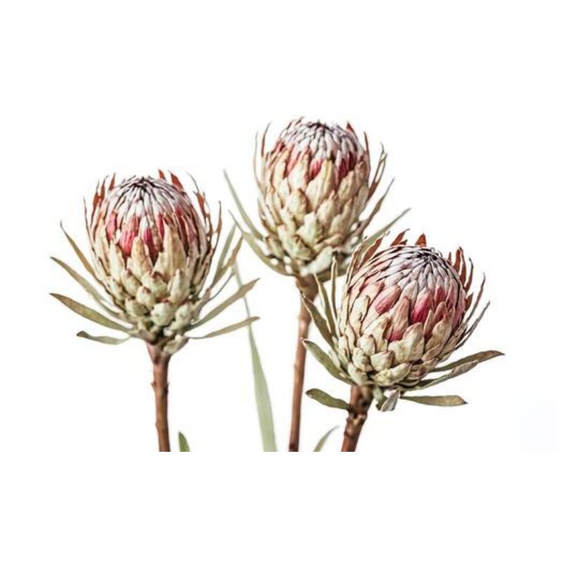 Protea Flowers