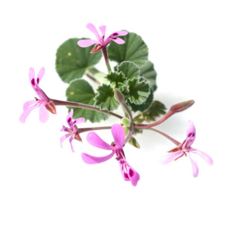 Pelargonium Sidoides